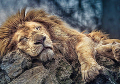 Puzzle Trefl Sleeping Lion 1000Pcs - Albagame