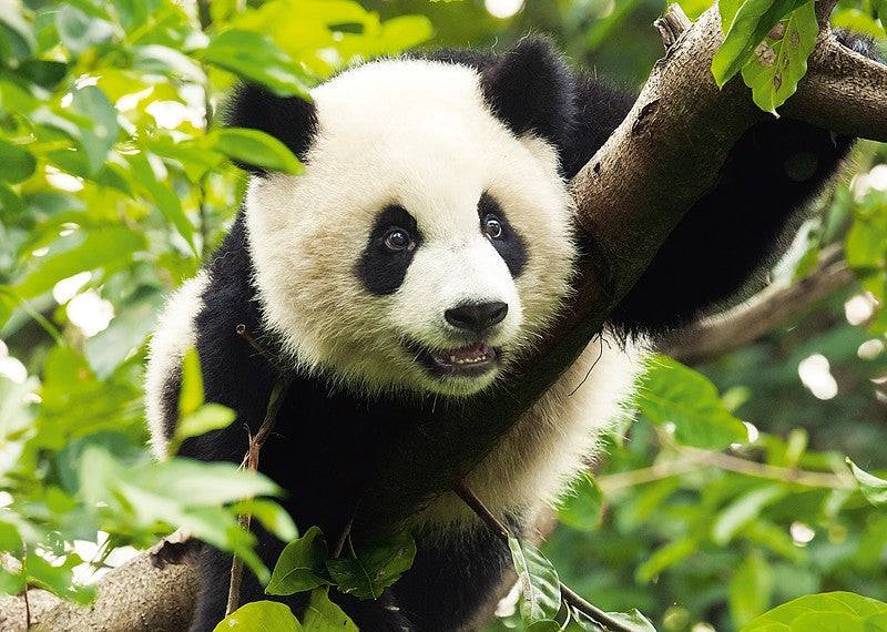 Puzzle Trefl Giant Panda 500Pcs - Albagame