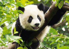 Puzzle Trefl Giant Panda 500Pcs - Albagame