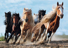 Puzzle Trefl Horses 1000Pcs - Albagame